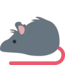 rat