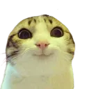 Cat Smile Look