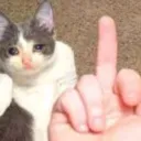 cat fu