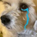 doggo cry