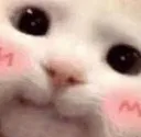 happy happy kitty