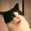 cat shock