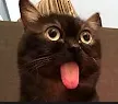 silly kitty