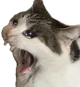 angry kitty
