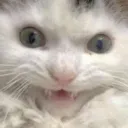 happy kitty