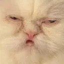 cat stare