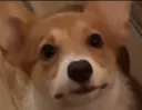 Doggie
