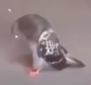 sadpigeon