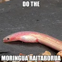 DO THE MORINGUA RAITABORUA