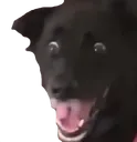 ScaredDog