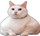 Chonk Cat