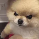 doggy_angry
