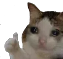 Gato