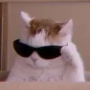 SunglassCat