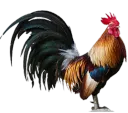 cock