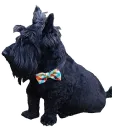 Eddison with BowTie