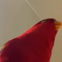 Funny red bird