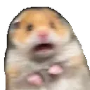 Spooked Hamster 