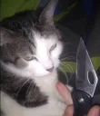 Cat Threaten Inv