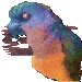 birb