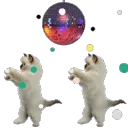 Disco Cat