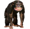 Monke Sus