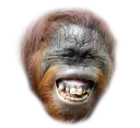 Rofl Monke