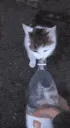CatTroll