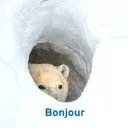 bonjour