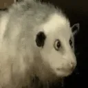 possum