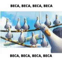beca