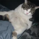 D2S_LazyCat