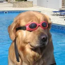 D2S_SwimDog