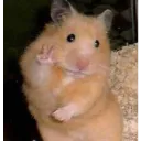 Hamster V