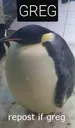 Greg