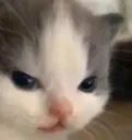 catangry