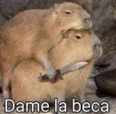 Dame la beca