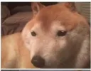 ShibaBee