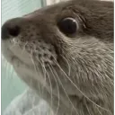shook otter