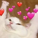 Chat Mignon