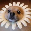 flower dog