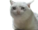 :crying_cat