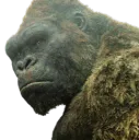 Kong Thoughtful