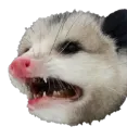 whitepossum