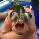 Funny Fish