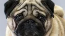 pug