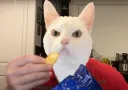 angry cat eating