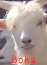 Boka