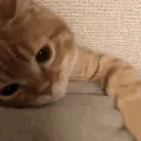 猫猫躲起来