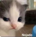 enojado angry
